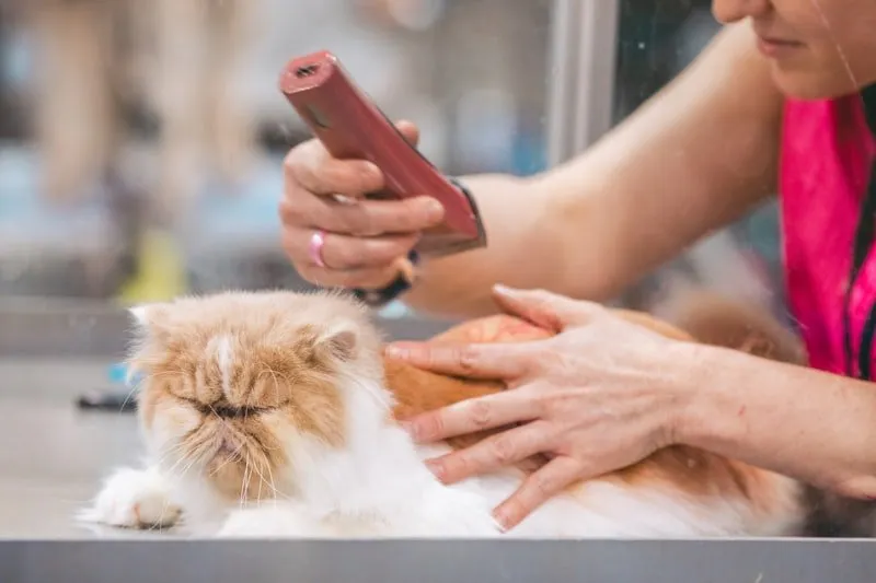 LuxePaws Grooming Aesthetic