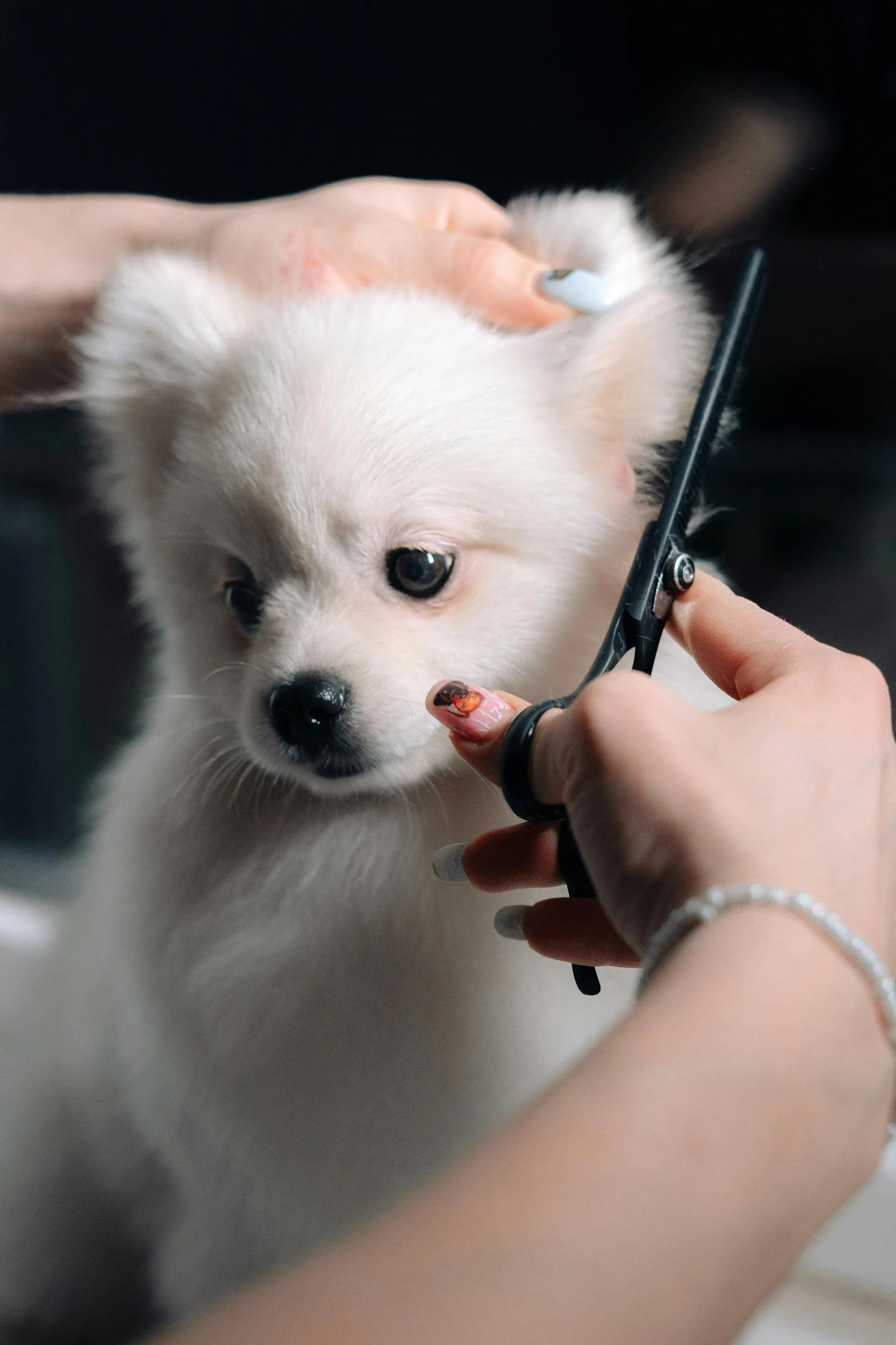 LuxePaws Grooming Aesthetic