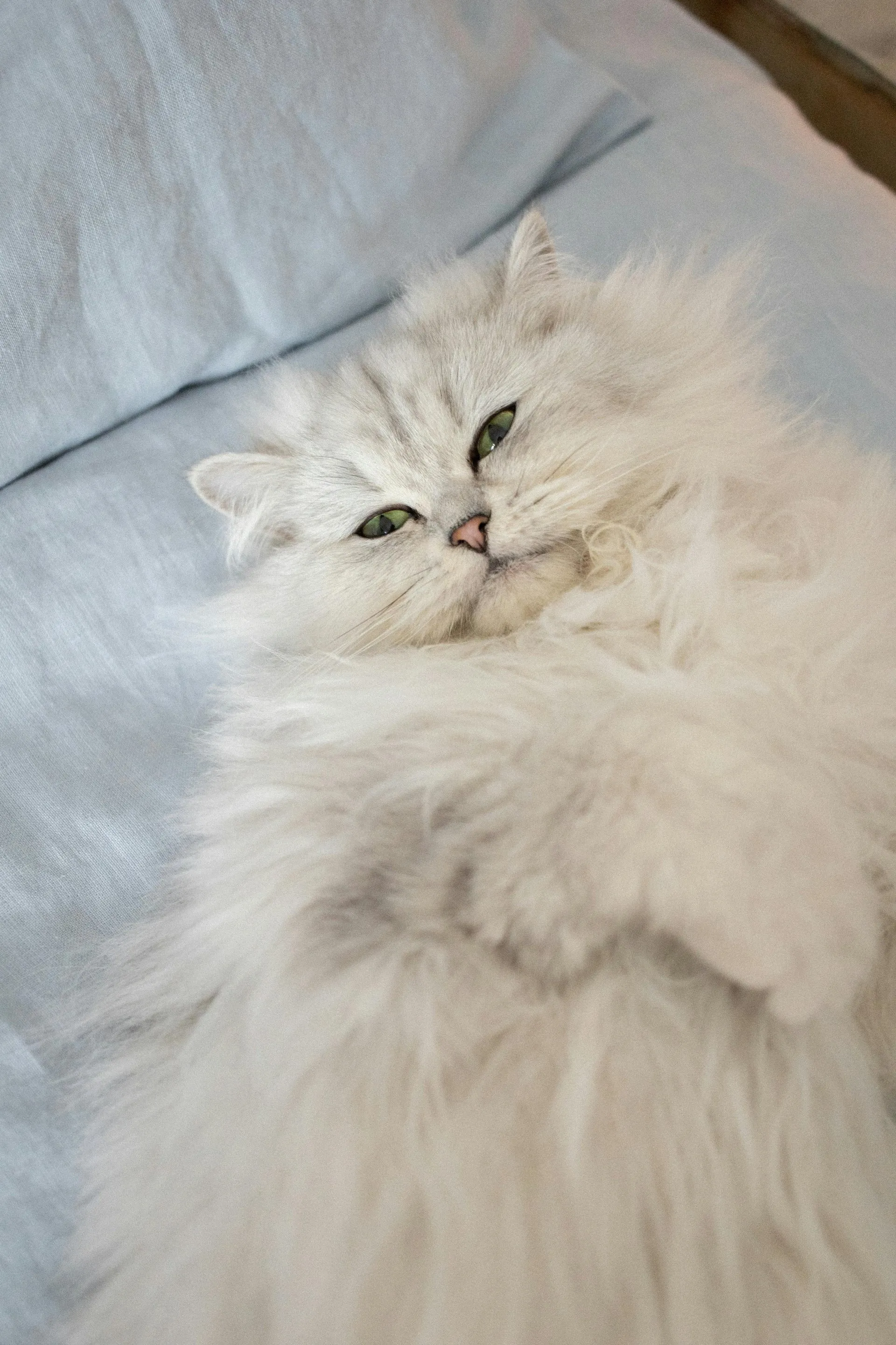 LuxePaws Grooming Aesthetic