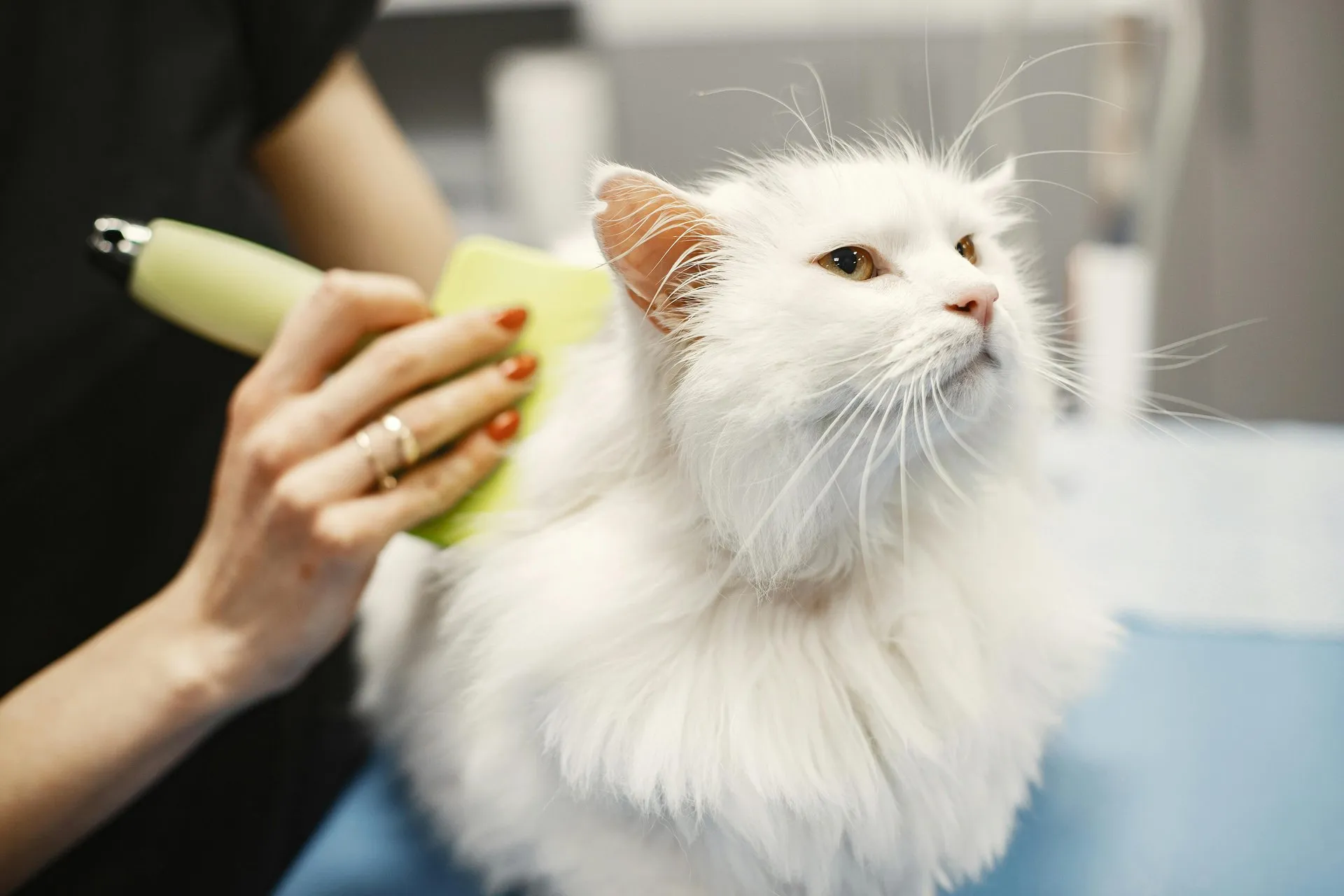 LuxePaws Grooming Aesthetic