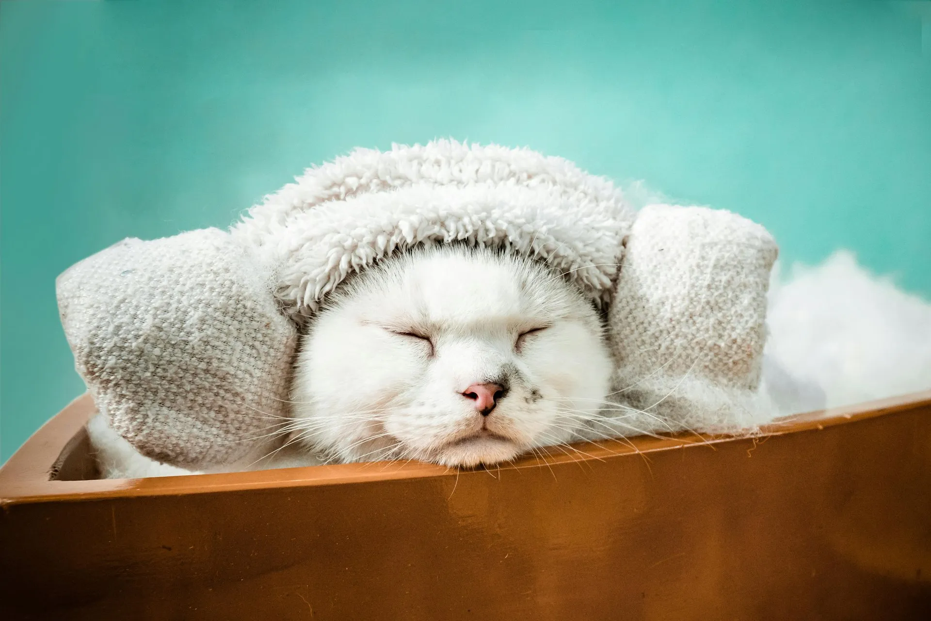 LuxePaws Grooming Aesthetic