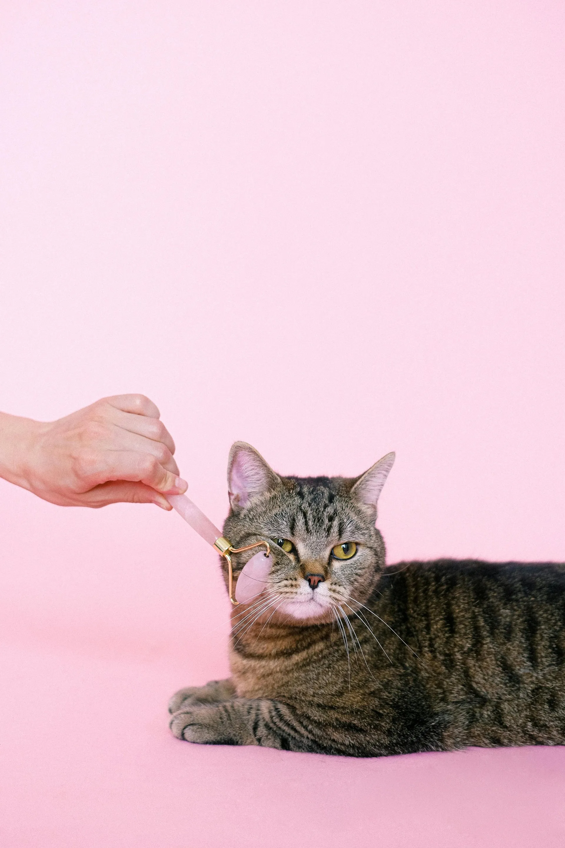 LuxePaws Grooming Aesthetic