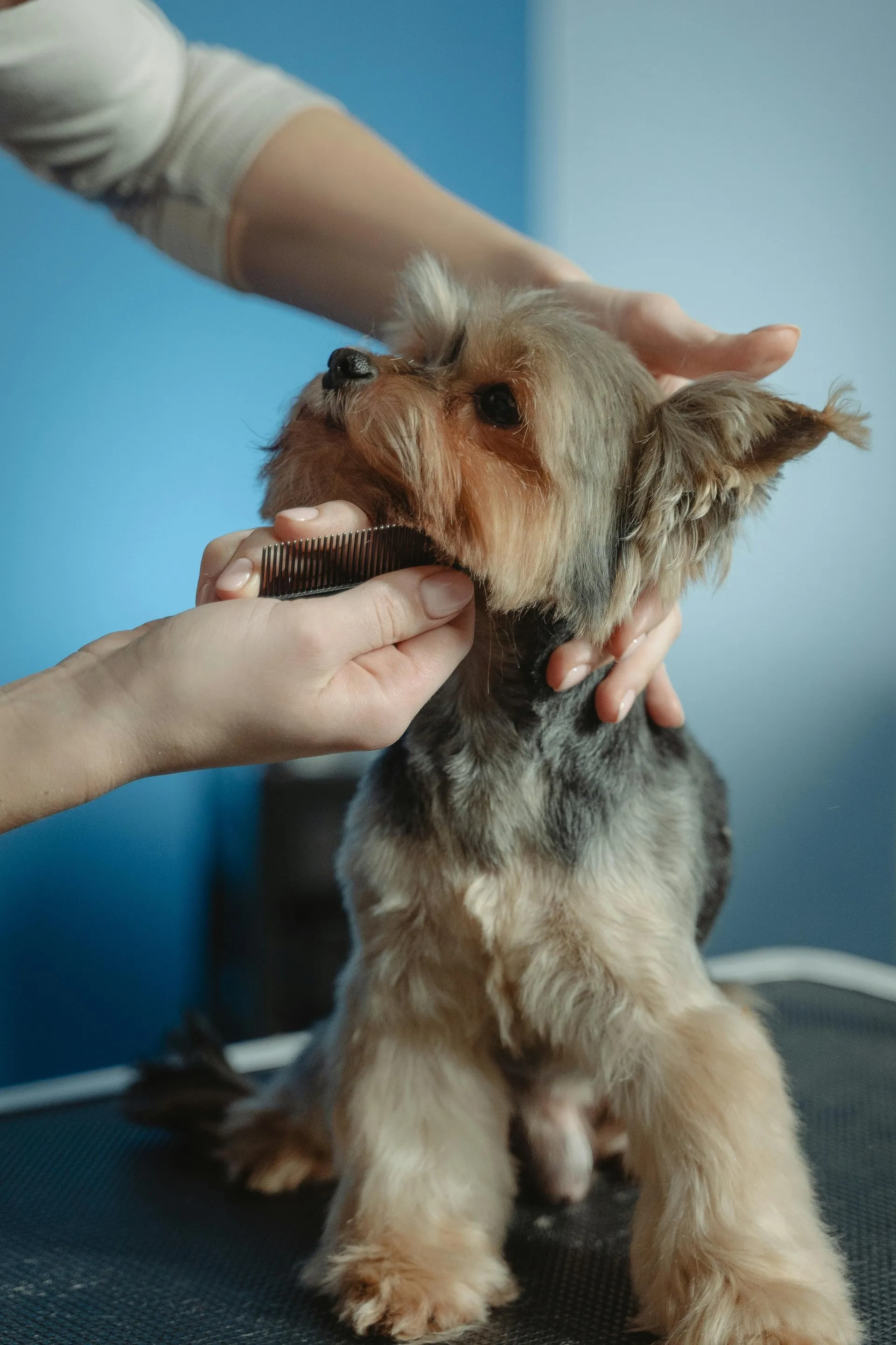 LuxePaws Grooming Aesthetic